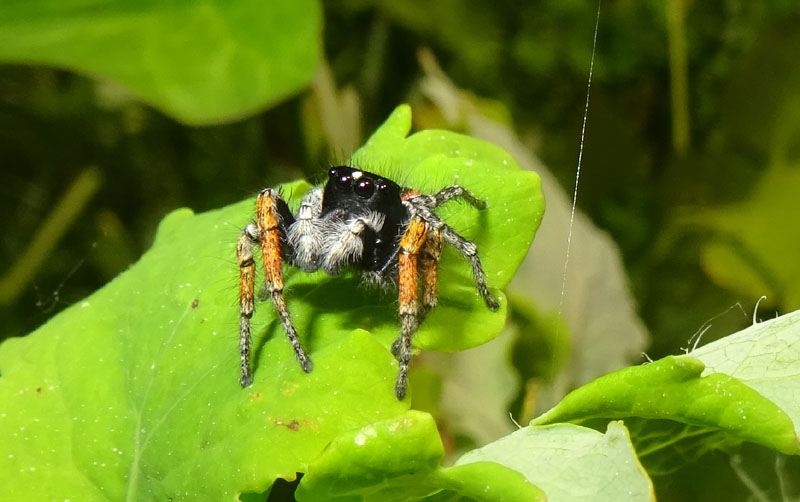 Philaeus chrysops, maschio - Fraz. San Nicol (TN)